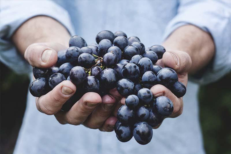 Cure ou monodiète raisin