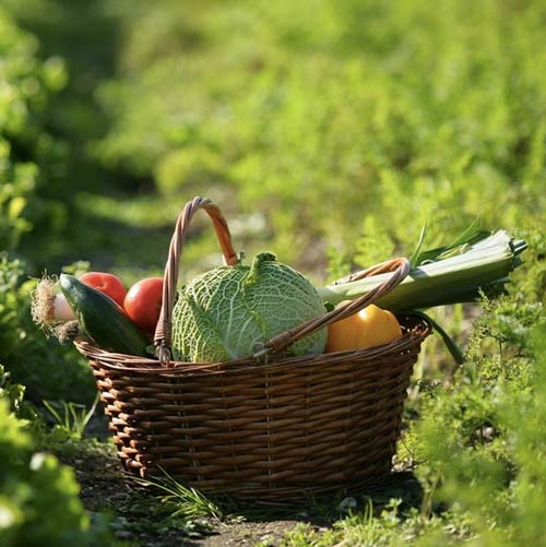 Parcours de Julien allaire, naturopathe à Marseille