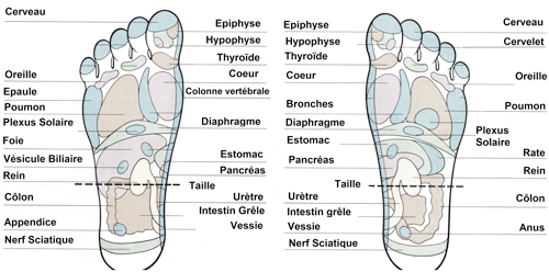 Cartographie des points à activer lors d'une séance de réflexologie plantaire